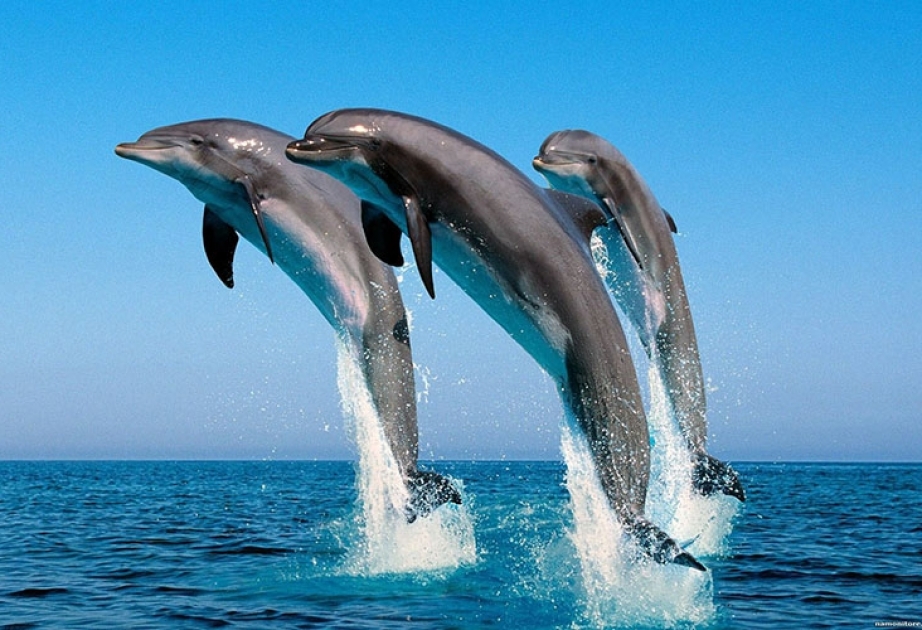 Учёные заявили, что дельфины гибнут из-за контакта с людьми