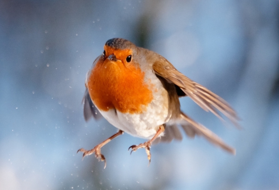 Холодный климат заставил птиц поумнеть