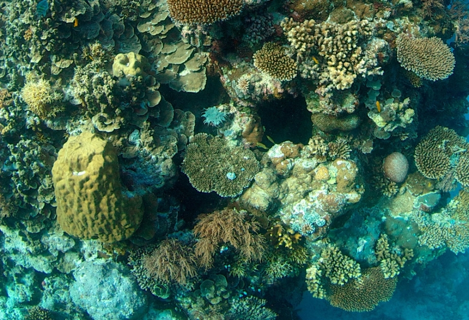 Глобальное потепление – серьезная угроза коралловым рифам