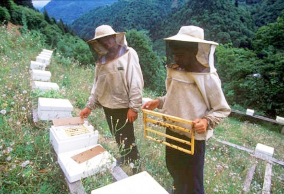 Xızıda arıçılıq və arı məhsullarının inkişaf perspektivləri mövzusunda təlim-seminar keçirilib