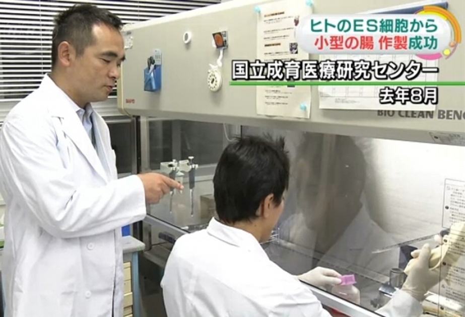 اليابان: صنع الأمعاء الدقيقة من الخلايا الجذعية للجنين البشري