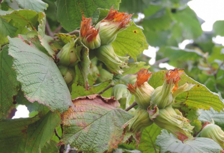 ‘The goal is to establish hazelnut orchards on further 40,000 hectares in next few years’
