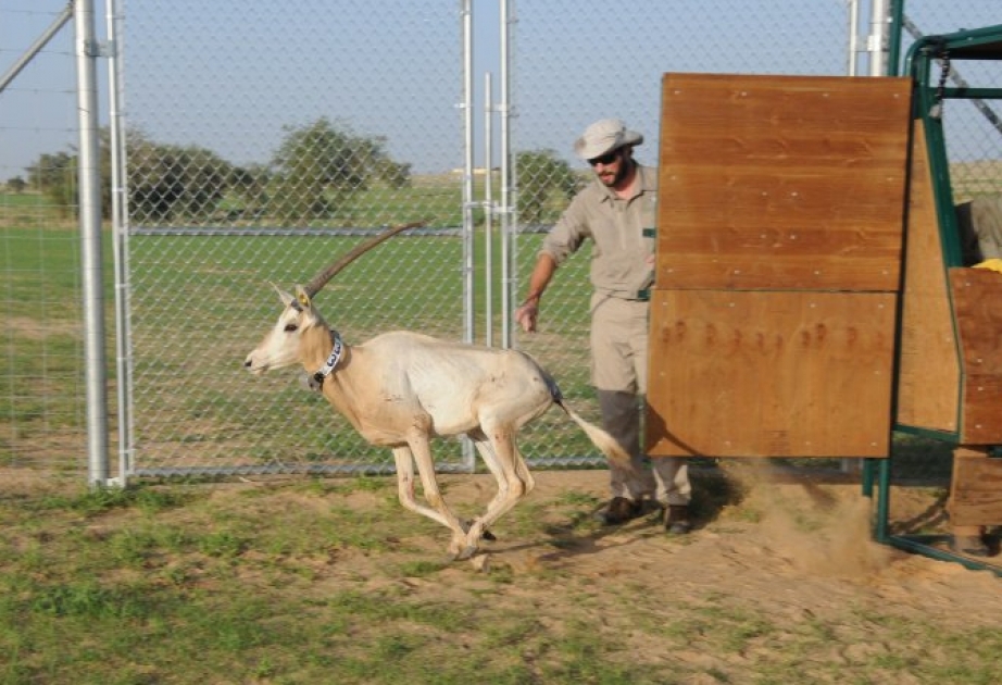 Im Tschad wieder Säbelantilopen angesiedelt