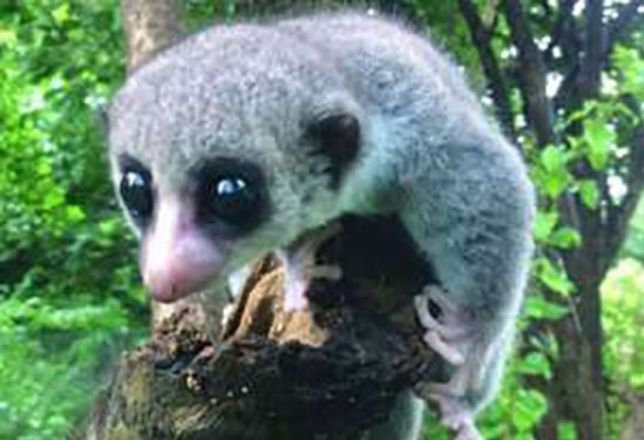 На Мадагаскаре открыт новый вид лемуров
