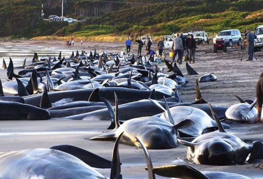 Hunderte Wale an einem Strand in Neuseeland gestrandet