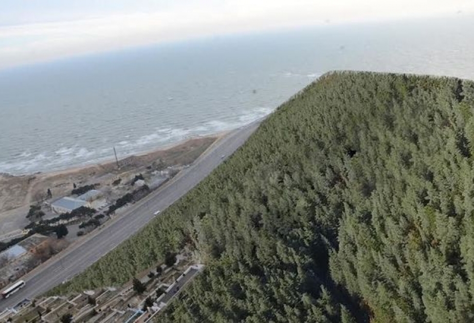 Bibiheybət qəsəbəsindəki “Ekoloji park”da 75 min yeni ağac əkilib