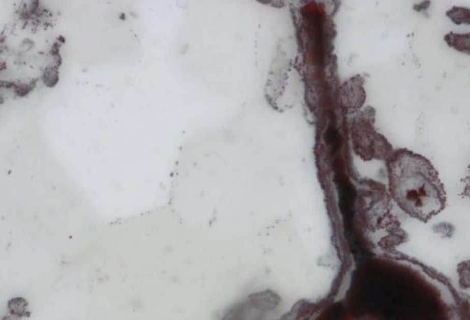 Kanada: Älteste Mikrofossilien der Welt gefunden