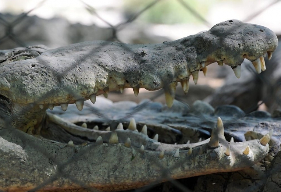 Tunis: Besucher Zoos ein Krokodil in seinem Gehege getötet