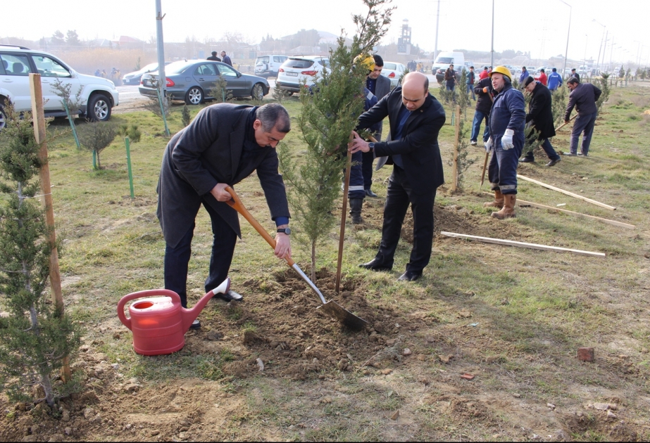 Suraxanı rayonunda ağacəkmə aksiyası ruh yüksəkliyi ilə davam etdirilir