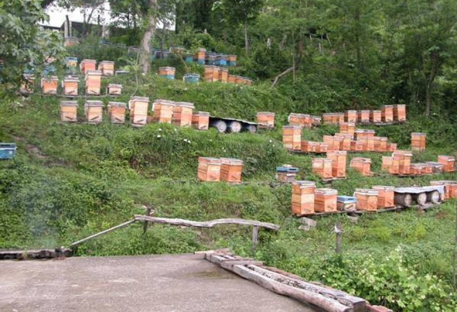 هيئة الإحصاء تعد 20014 عائلة نحل في مزارع تربية النحل في أذربيجان لأول 2017م 
