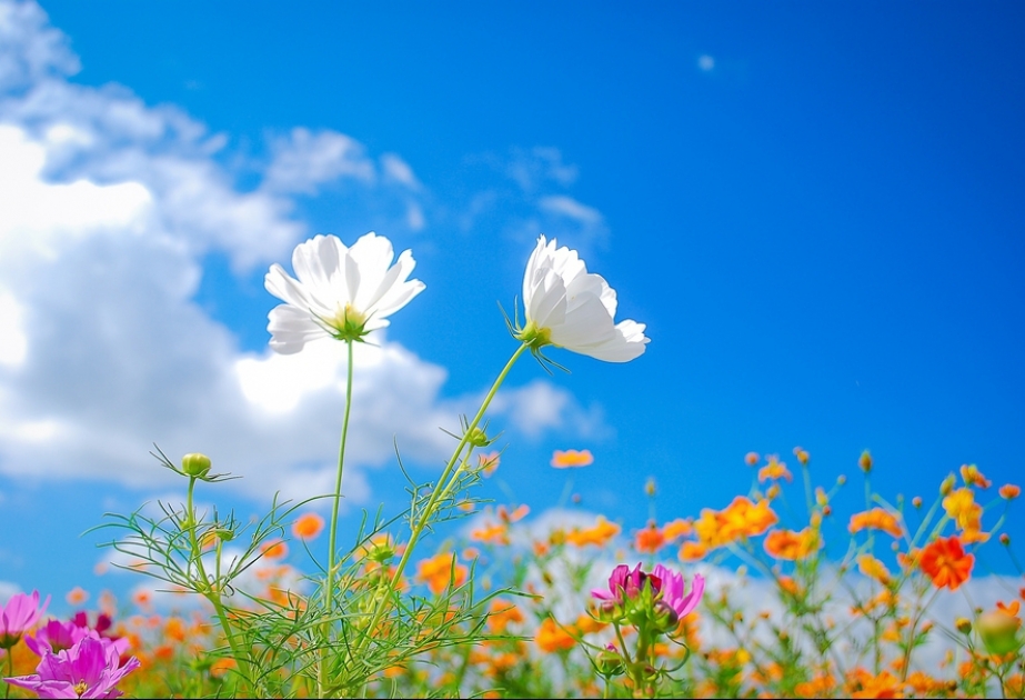 Heute kommt Frühling in Aserbaidschan