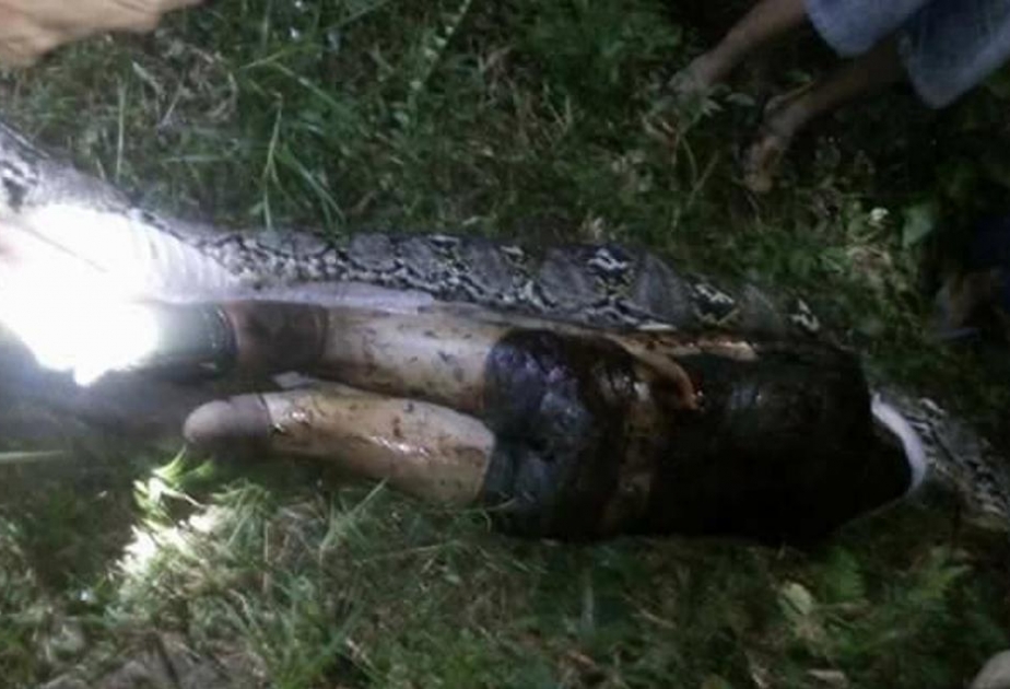 Missing man found dead in belly of 7m-long python in Indonesia