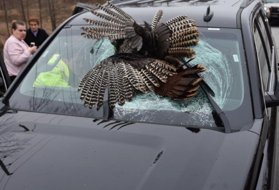 Indiana: Truthahn kollidiert mit Auto