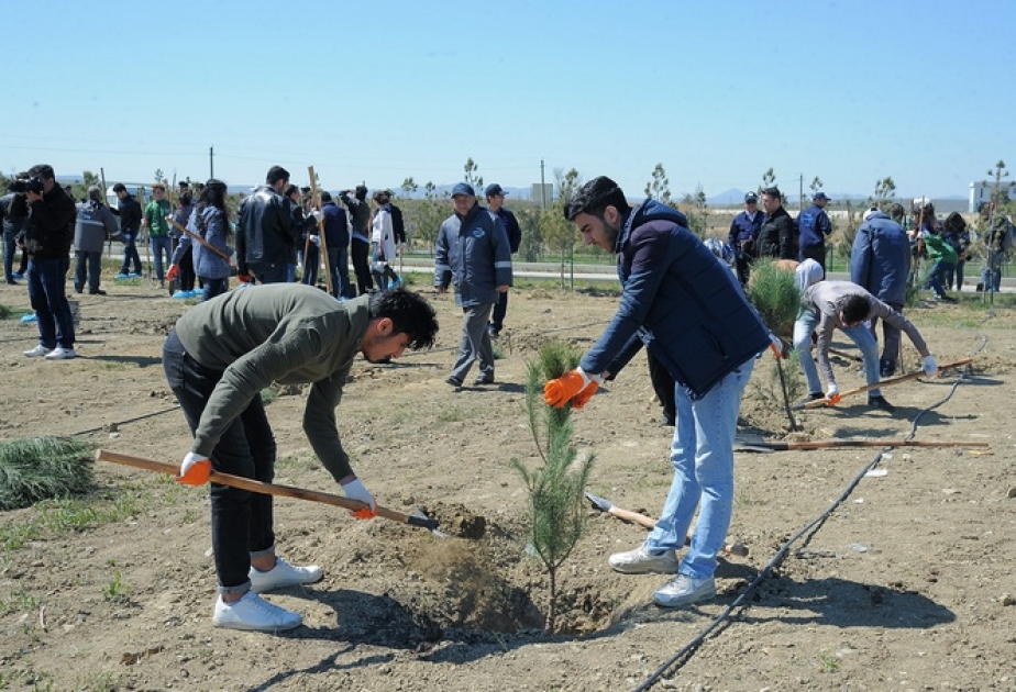 Baku 2017 tree-planting campaign took place
