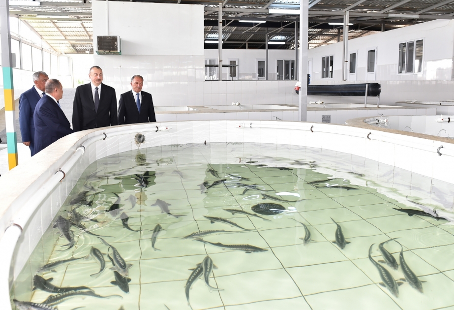 President Ilham Aliyev attended opening of Varvara fish hatchery VIDEO