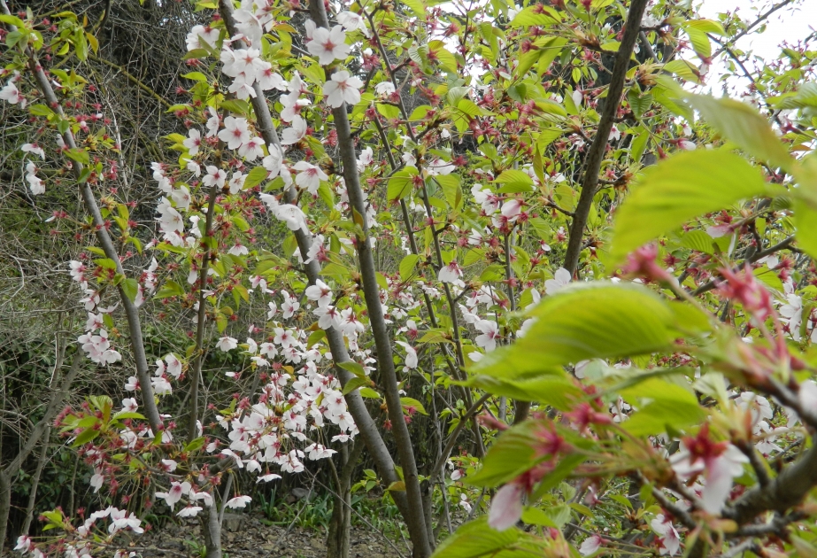 “Sakura ağaclarının Azərbaycanda çiçəklənməsi” mövzusunda tədbir keçirilib