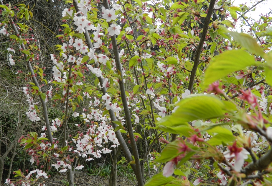Event titled "Cherry trees flowering in Azerbaijan" held in Baku