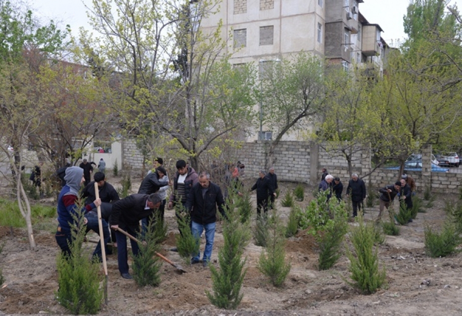 Nəsimi rayonunda “Məktəb bağları” layihəsi çərçivəsində növbəti iməcilik keçirilib