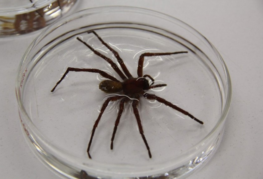 Mexiko: Forscher finden neue Spinnenart heraus