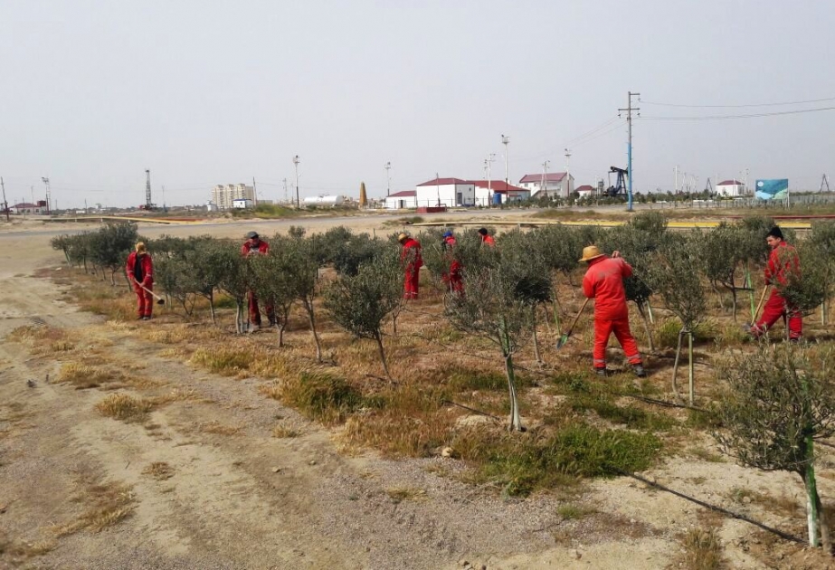 “Ekol Mühəndislik Xidmətləri” QSC-də növbəti iməcilik keçirilib
