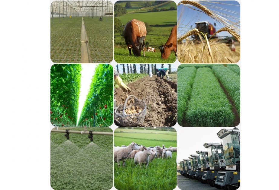 Azerbaijan`s agricultural output grew 2.4 times in 20 years