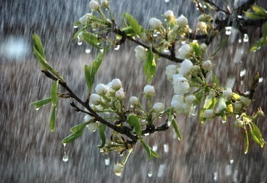 Hava proqnozu: sabah bəzi yerlərdə şimşək çaxacaq, yağış yağacaq