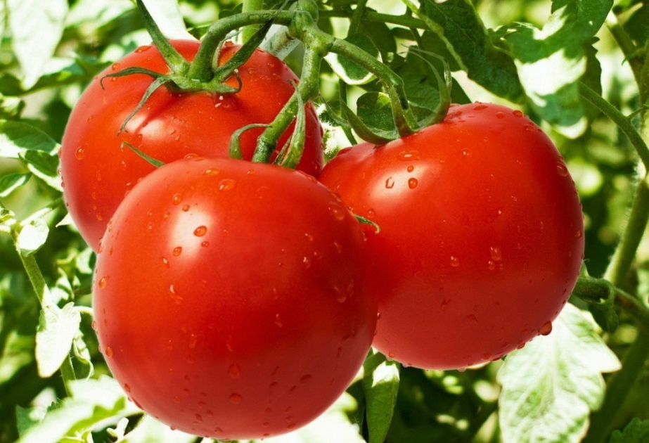 Xaçmazlı təsərrüfatçılar Türkiyə və Hollandiyadan gətirilən pomidor sortları yetişdirirlər