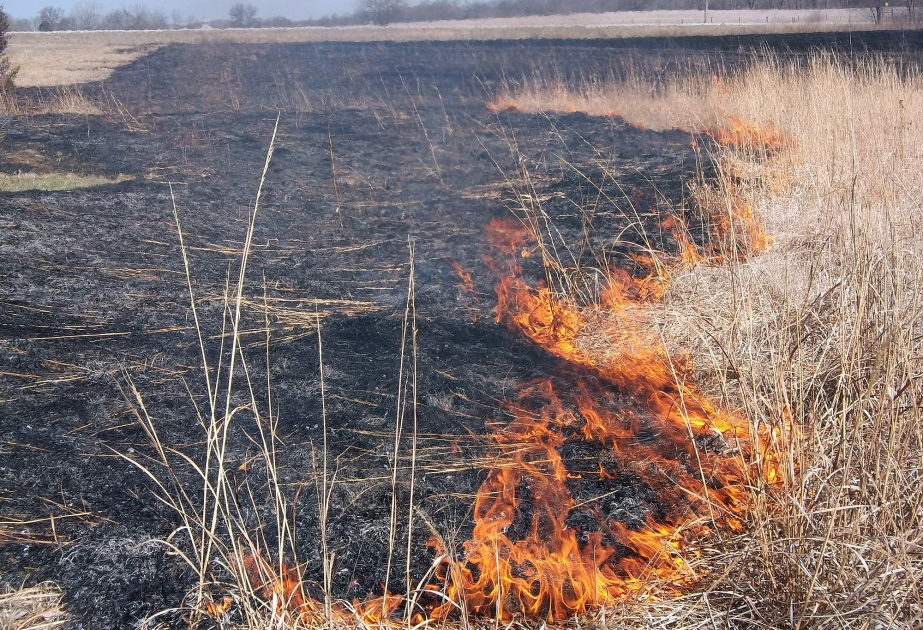 В результате пожара нанесен ущерб сухостою на территории площадью 3 гектара