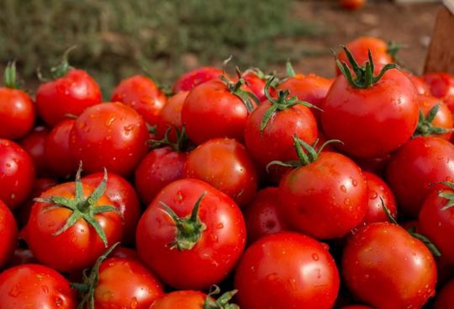 Göyçayda yetişdirilən pomidorun 70 faizi Rusiyaya ixrac edilir