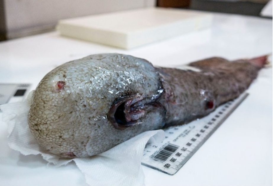Australien: Tiefsee-Forscher Fisch ohne Gesicht gefunden