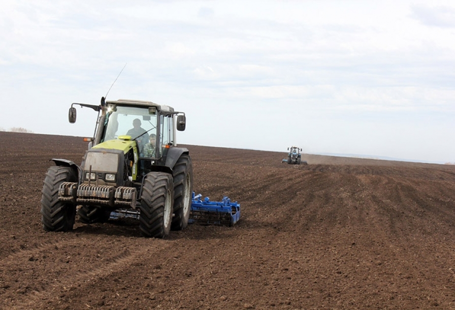 بذر 2300 هيكتار من الحقول في طاشكسان 