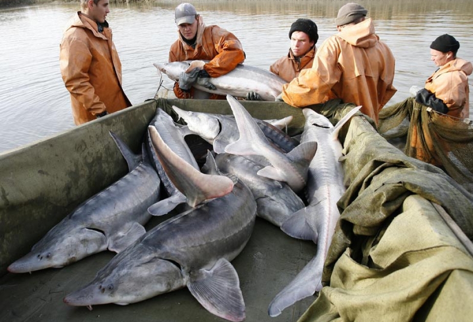 В Азербайджане утверждены «Правила ловли рыб и других водных биоресурсов»
