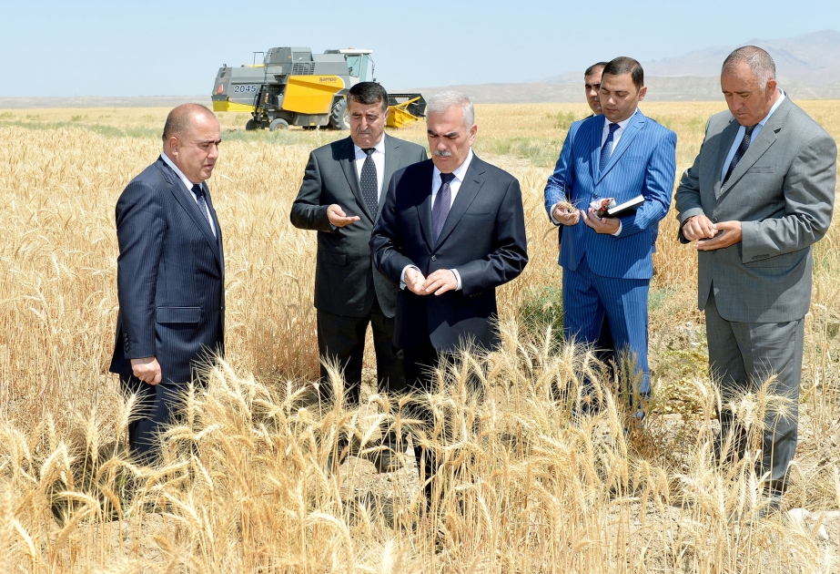 Chairman of Nakhchivan Supreme Assembly views grain farm in Boyukduz village