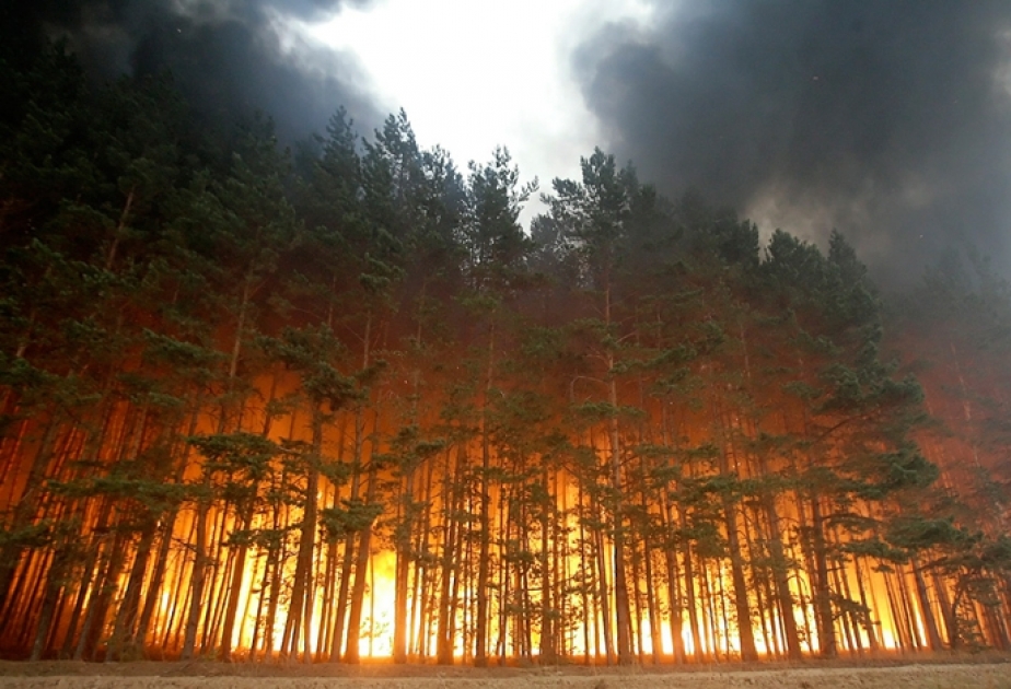 Минэкологии осуществляет меры по предотвращению лесных пожаров