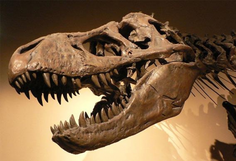 Dinozavr qalıqları üçün 3D-skaner hazırlanıb