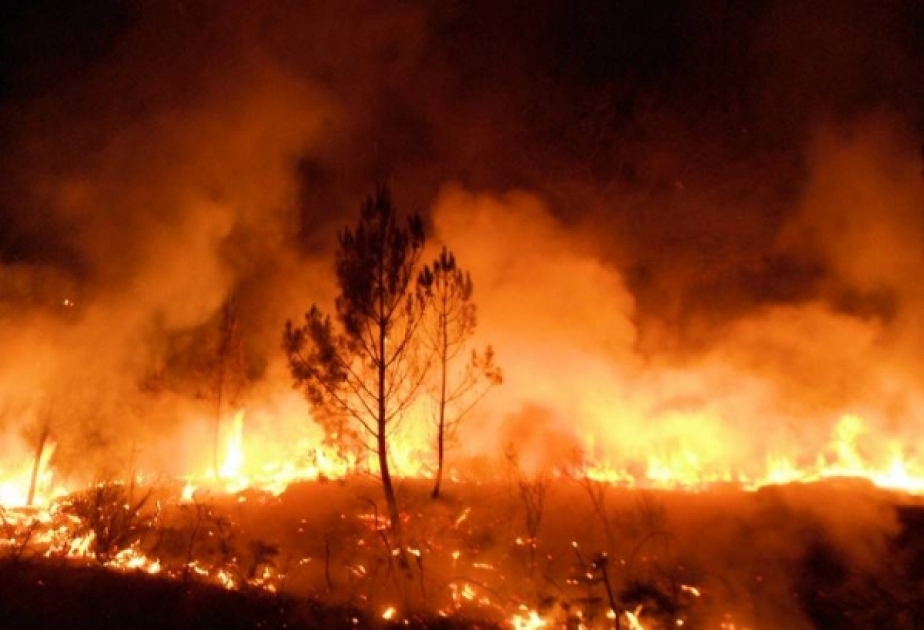 В Португалию вернулись лесные пожары