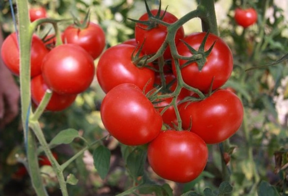 الطماطم أكثر السلع الأذربيجانية تصديرا