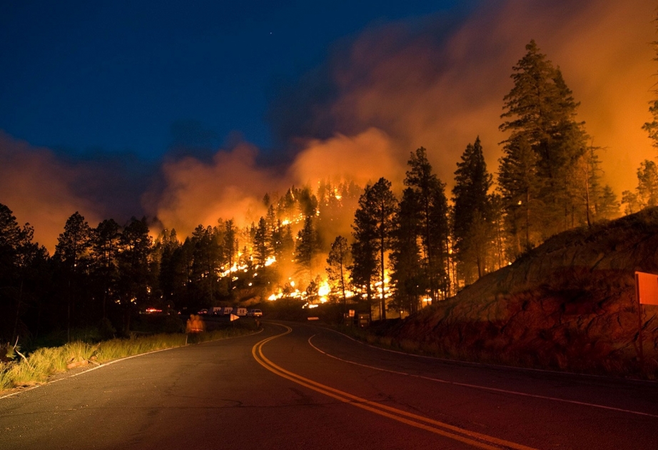 Waldbrände in Portugal: Mehr als 60 Tote