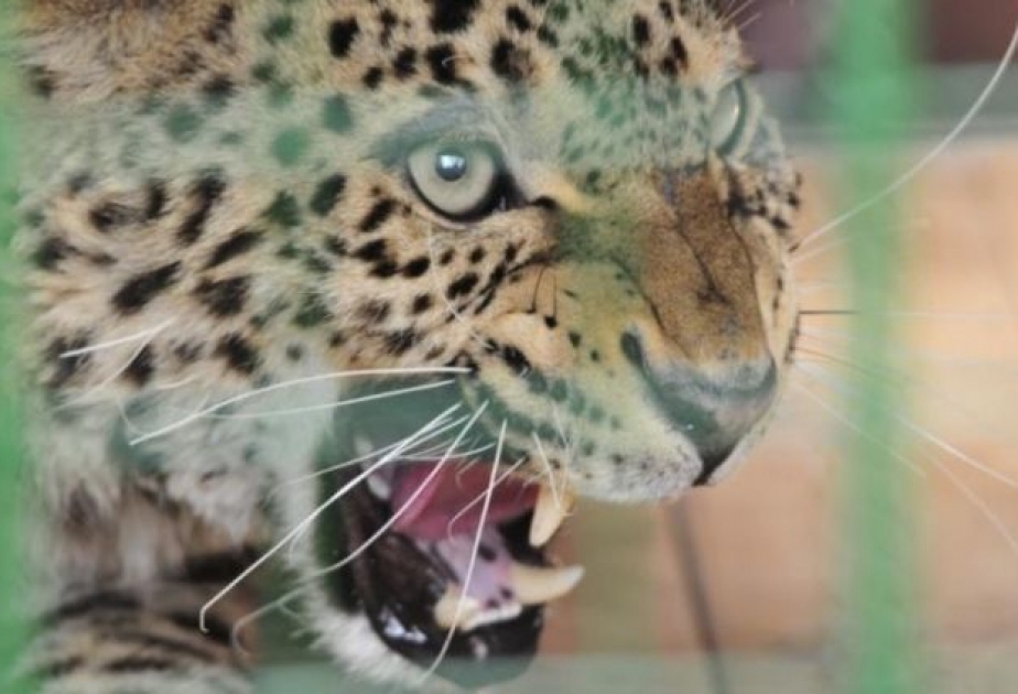 В Саратове леопард напал на ребенка