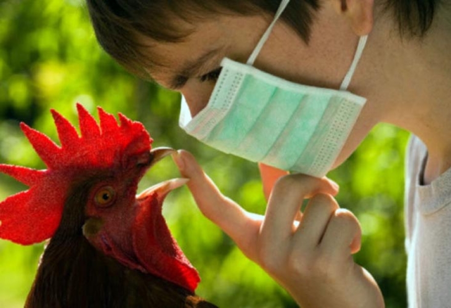 Польша получила статус страны, свободной от птичьего гриппа