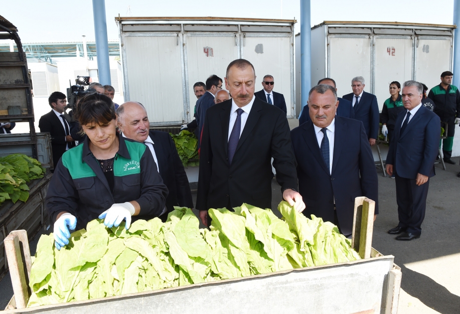 Staatspräsident Ilham Aliyev besucht Tabaktrockenanlage in Gakh VIDEO
