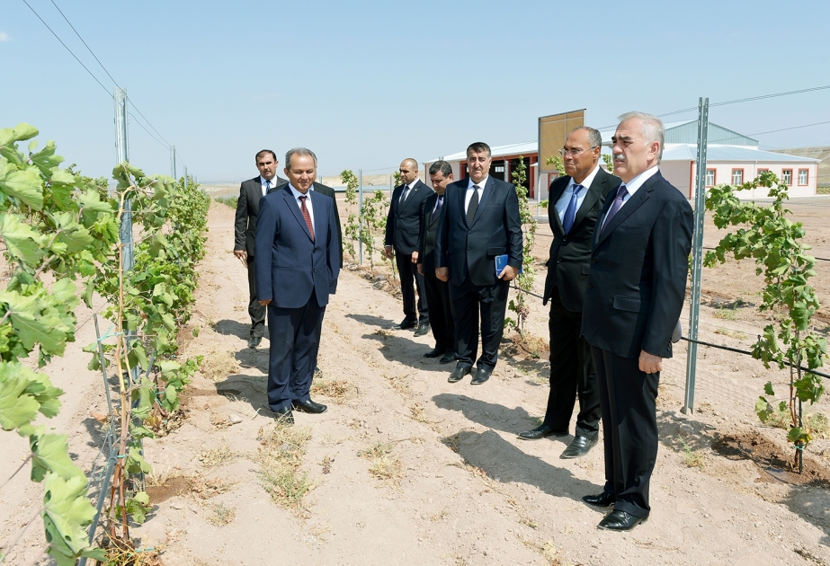 New vine-growing farm created in Babak district