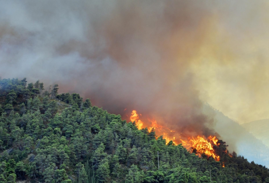 Принимаются меры по тушению пожара в Гирканском национальном парке