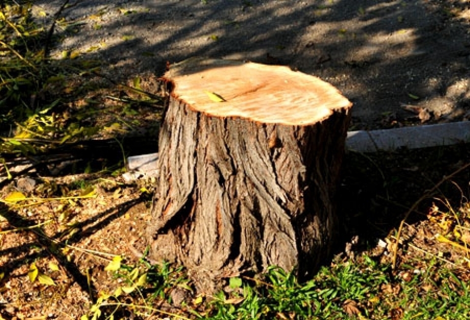 В Ясамальском районе неизвестными лицами были незаконно срублены 8 деревьев