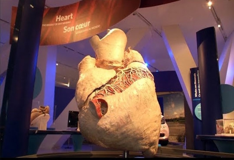 أكبر قلب في العالم يعرض في متحف تورنتو