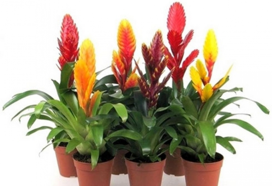 Dibçəyin yanında alma qoyulması vrieziyanın çiçəkləməsini sürətləndirir