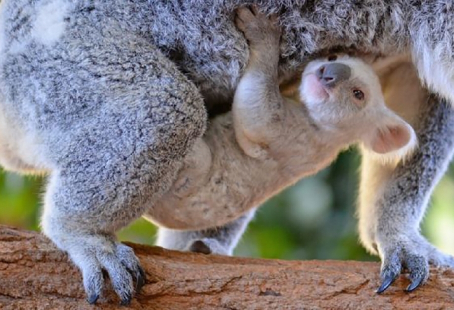 Avstraliya zooparkında nadir ağ koala doğulub