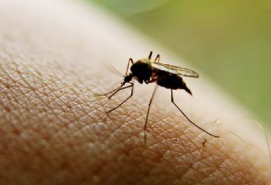 Семь причин, почему комары кусают вас чаще, чем других