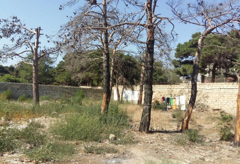 Nərimanov rayonunda 19 ağacın məhv edilməsi faktı aşkar edilib