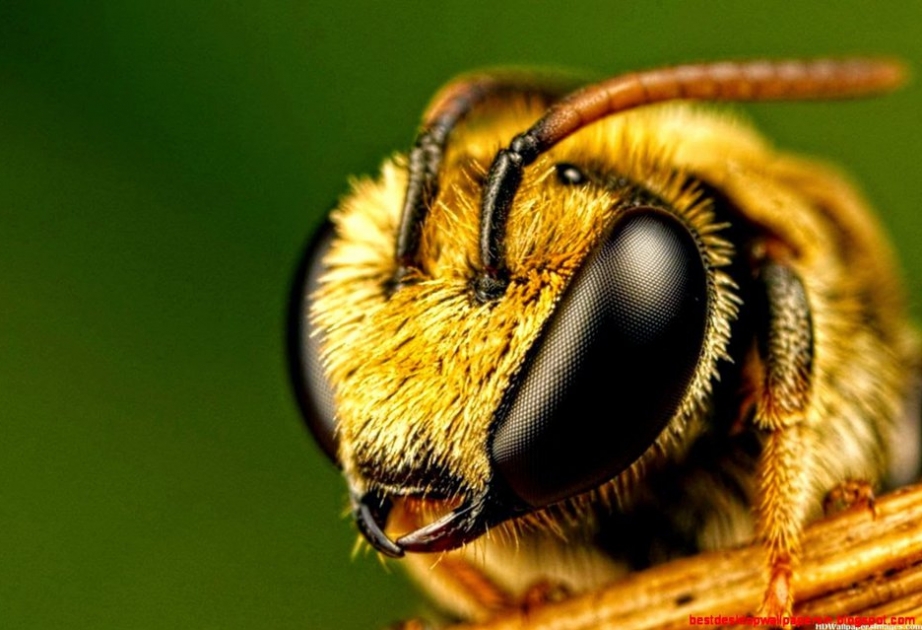 Исследователи рассказали, могут ли пчелы жалить друг друга